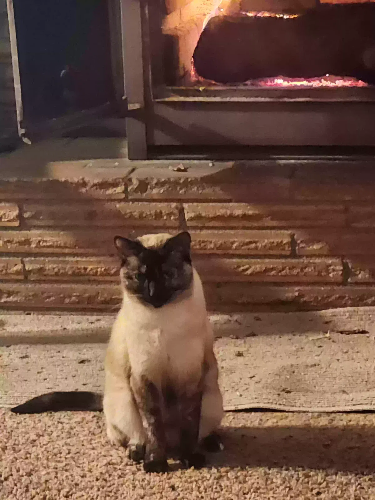 Lost cat in Vancouver, WA, 98685