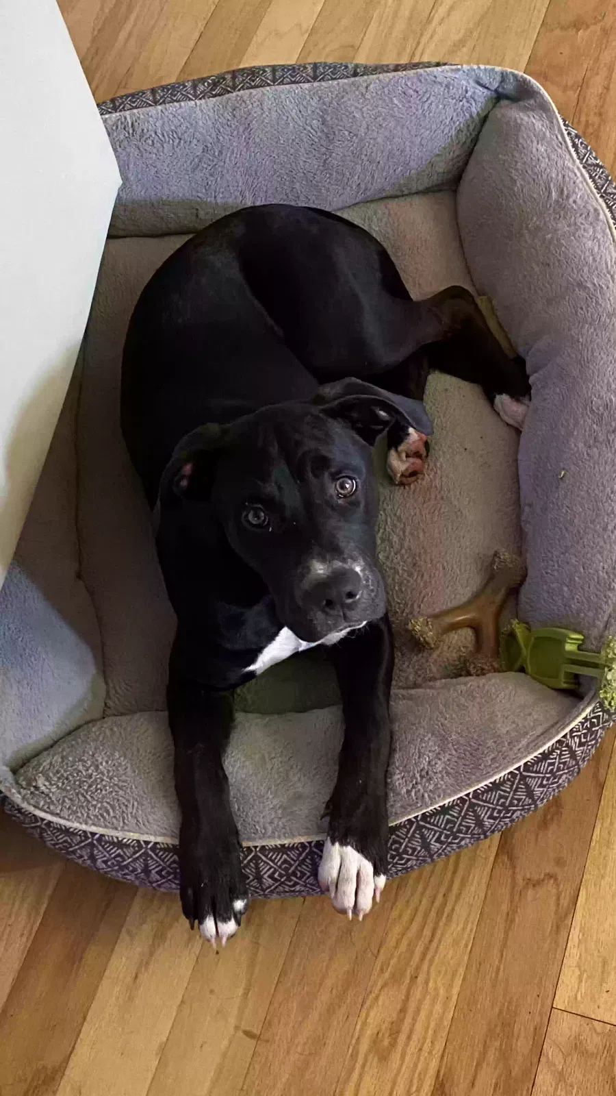 Found dog in New Hope, AL, 35760