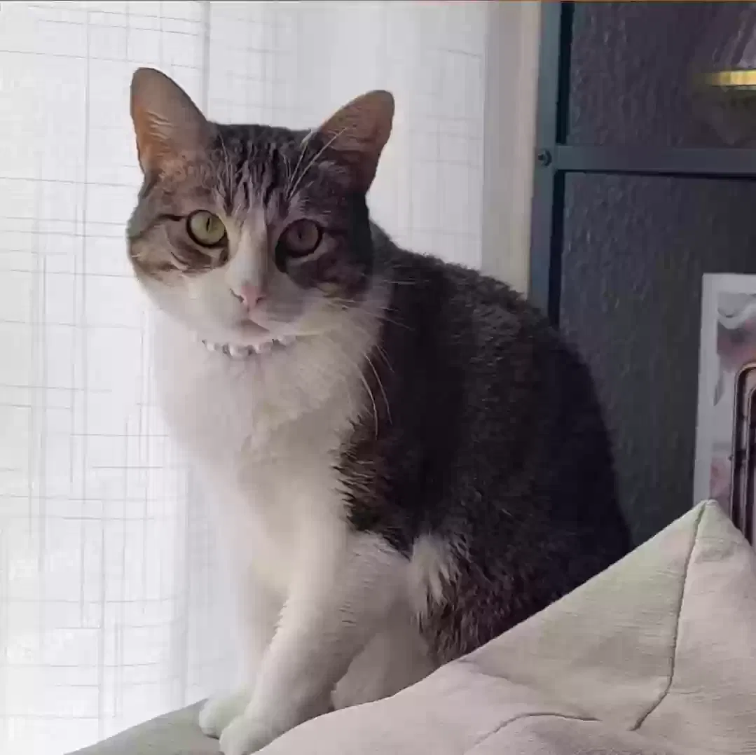 Lost cat in Rosenberg, TX, 77471