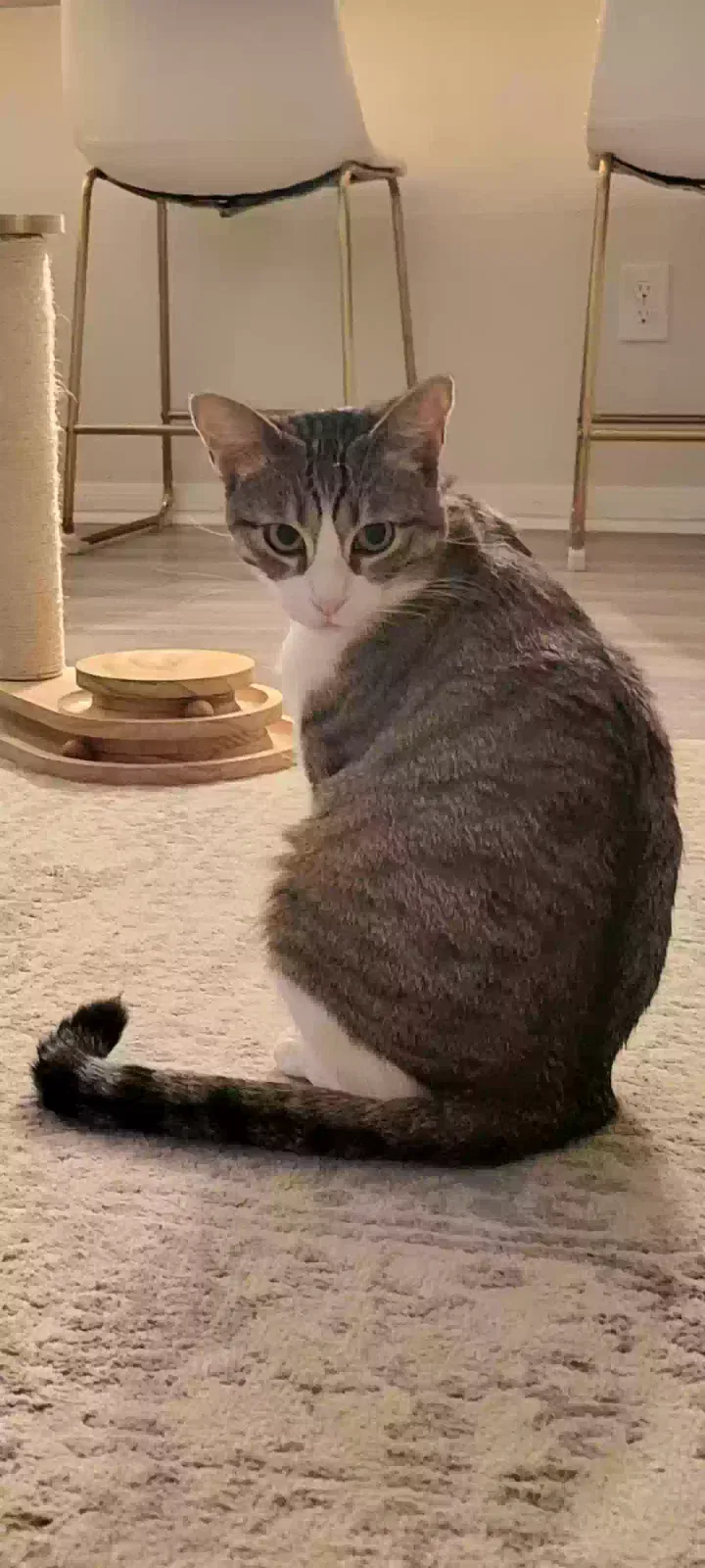 Lost cat in Rosenberg, TX, 77471