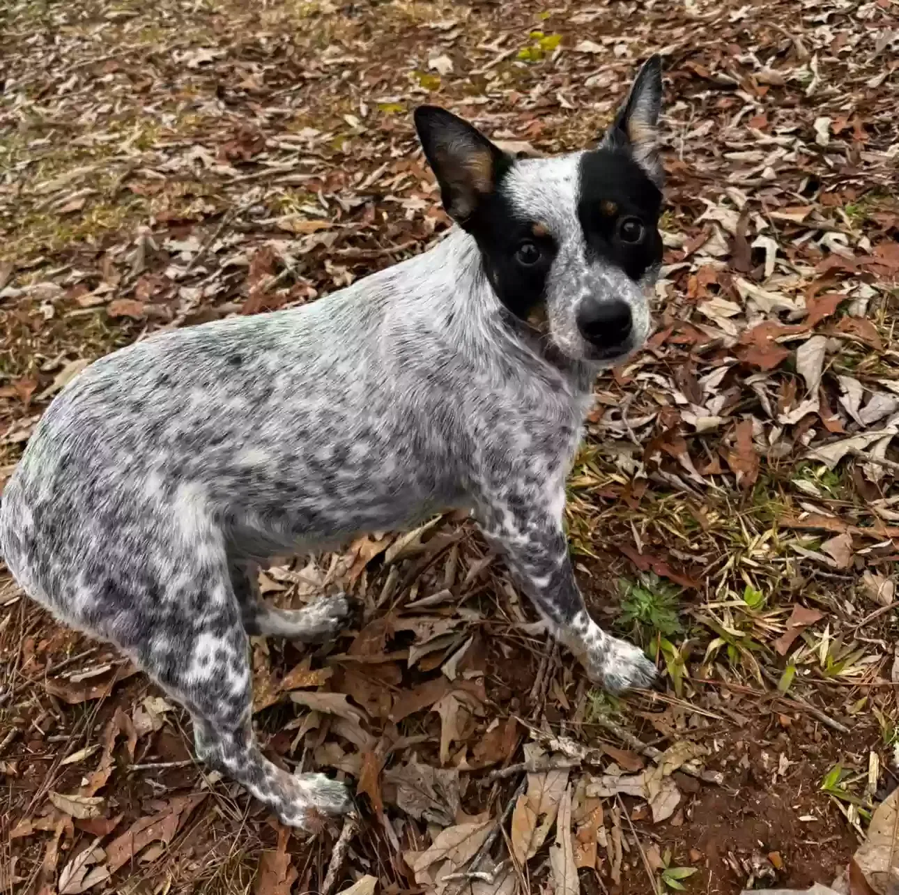 Found dog in Gray Court, SC, 29645