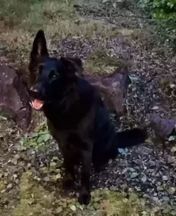 Found dog in Woodinville, WA, 98077