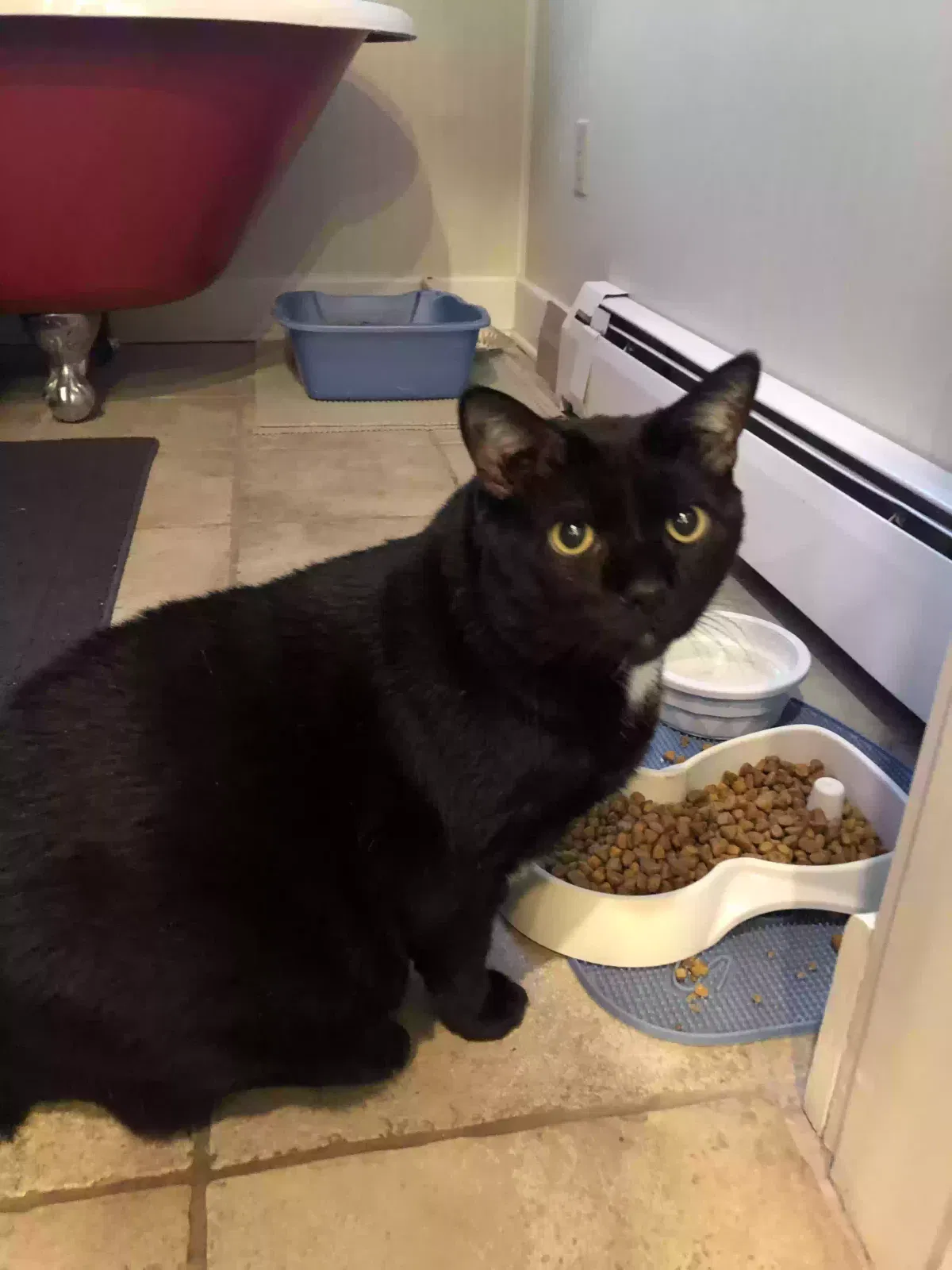 Lost cat in Louisville, KY, 40229