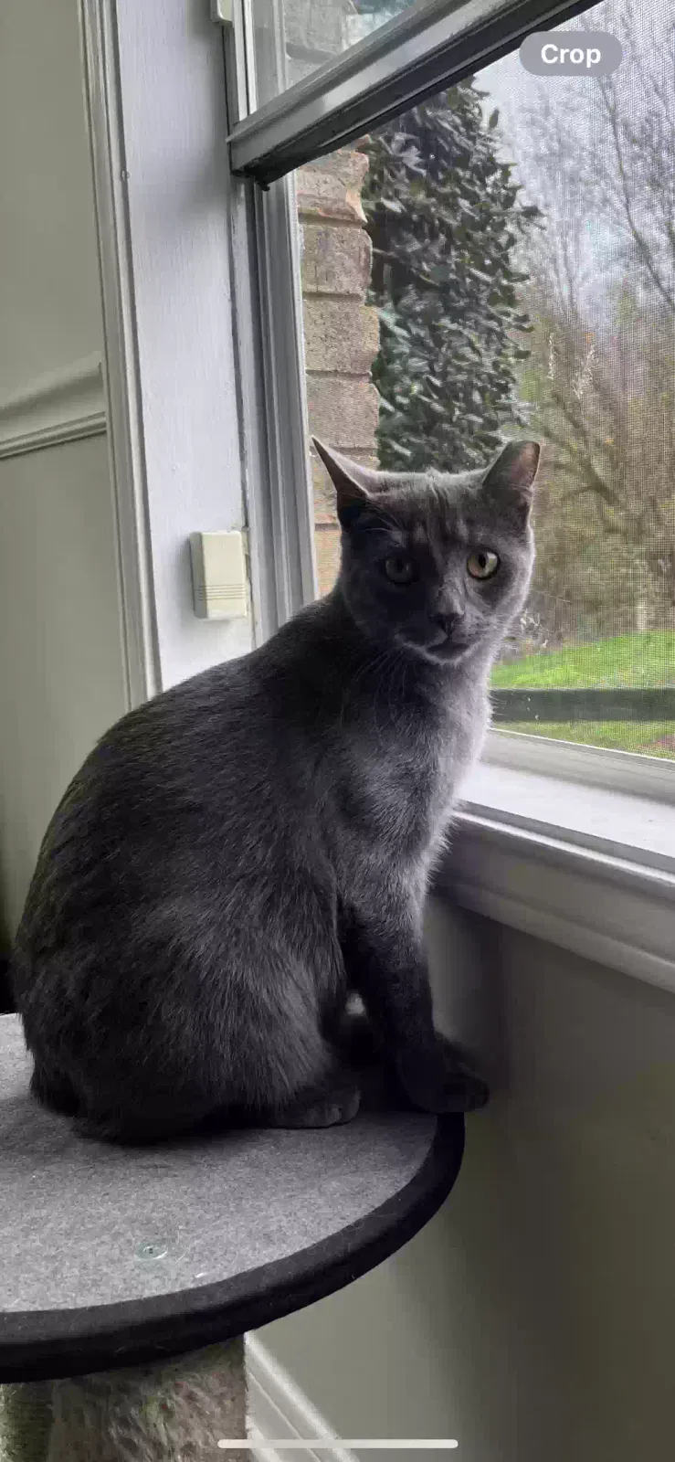 Lost cat in Mount Airy, NC, 27030