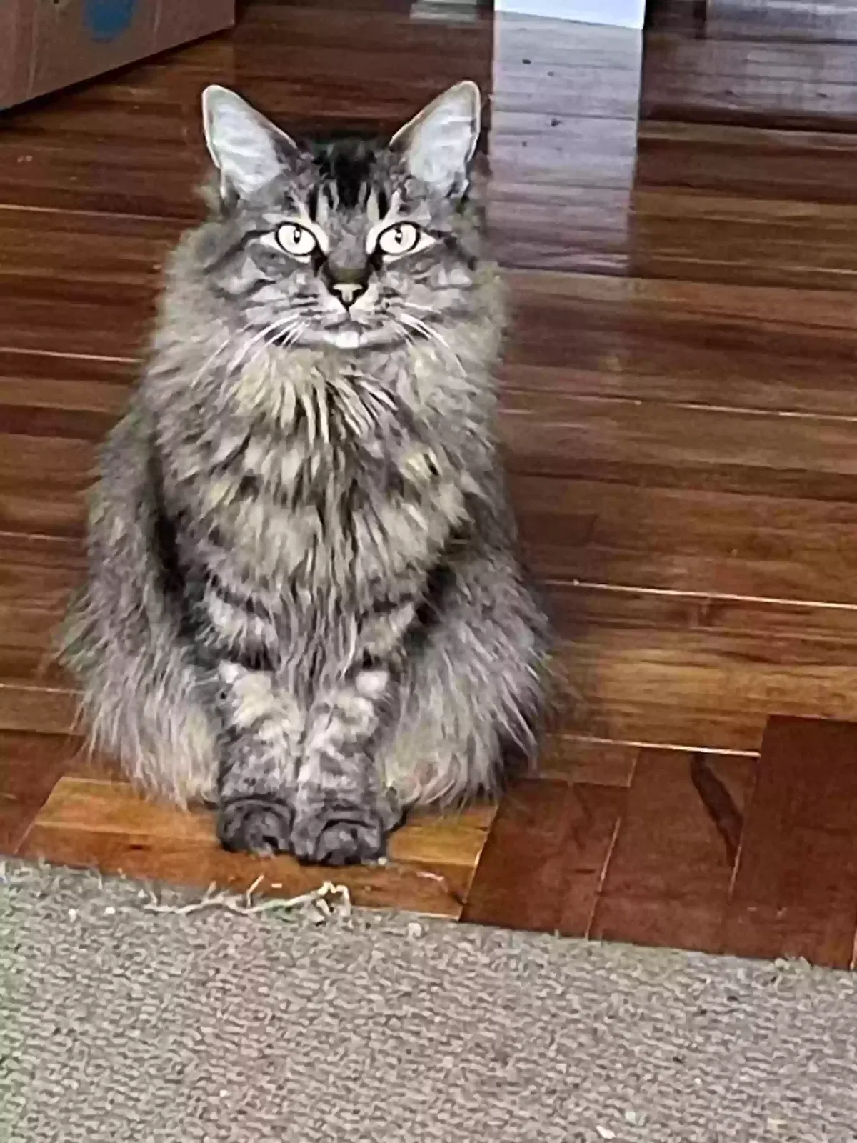 Lost cat in Manchester, NH, 3103
