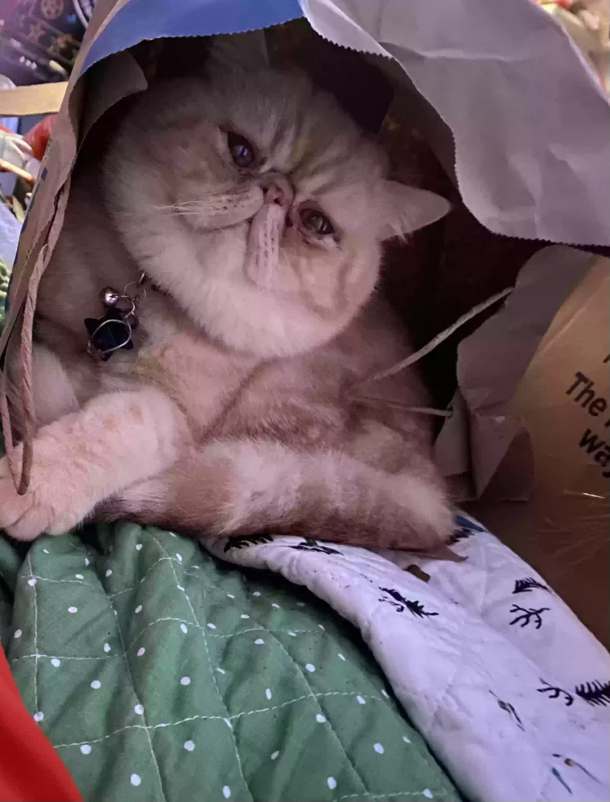 Lost cat in Portland, OR, 97229