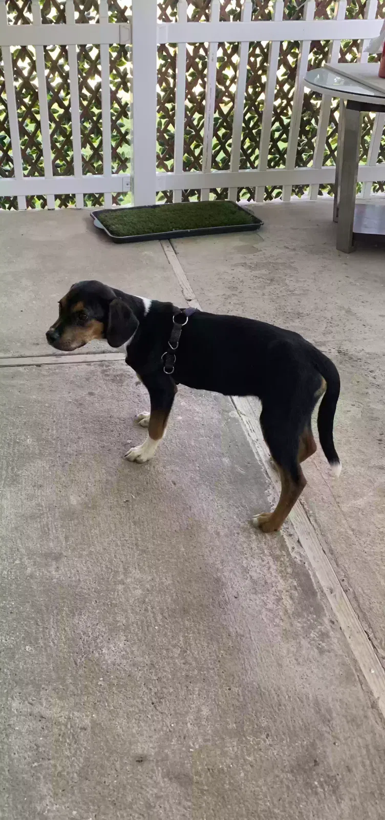 Found dog in Hot Springs National Park, AR, 71914