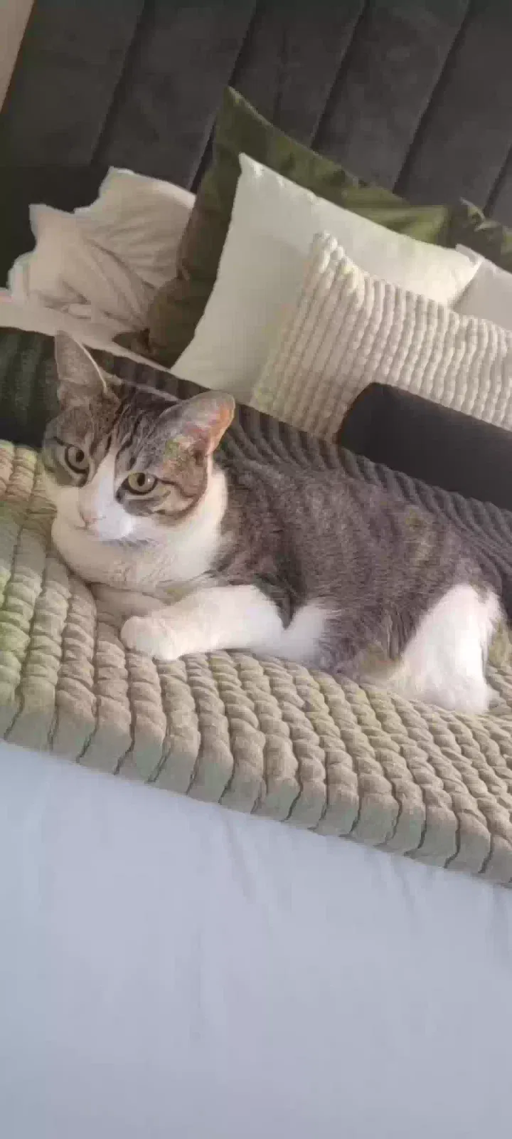 Lost cat in Rosenberg, TX, 77471