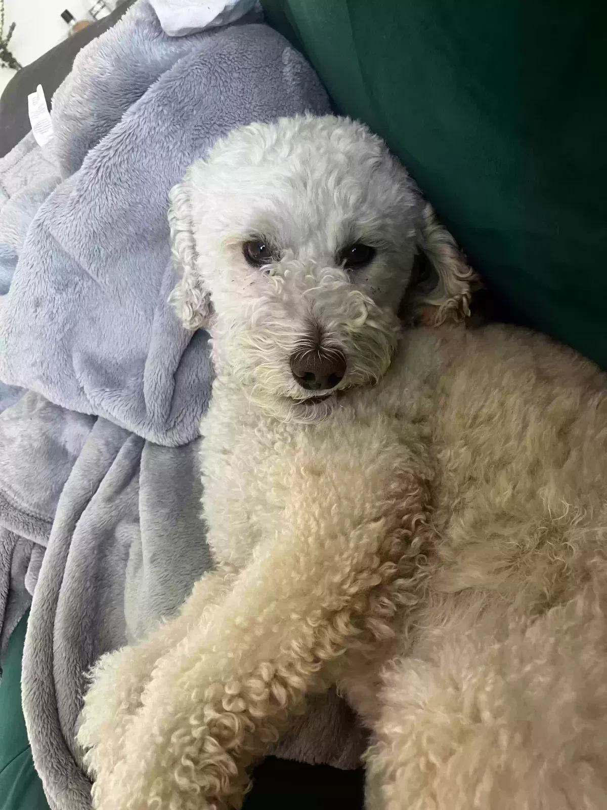 Lost dog in Los Angeles, CA, 90004