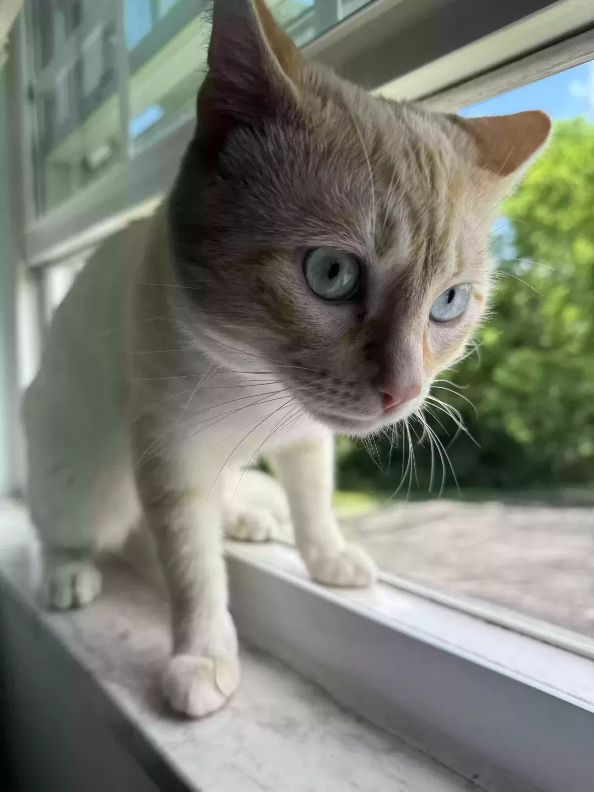 Lost cat in Loveland, OH, 45140