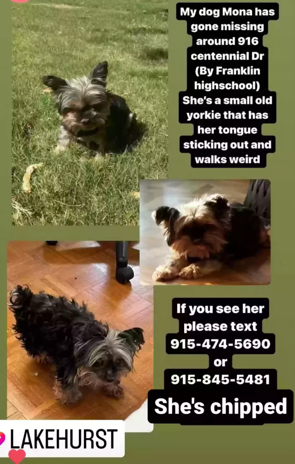 Lost dog in El Paso, TX, 79912
