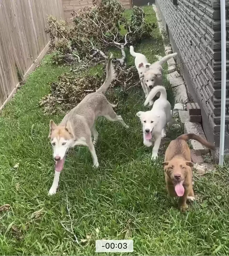 Lost dog in Houston, TX, 77015
