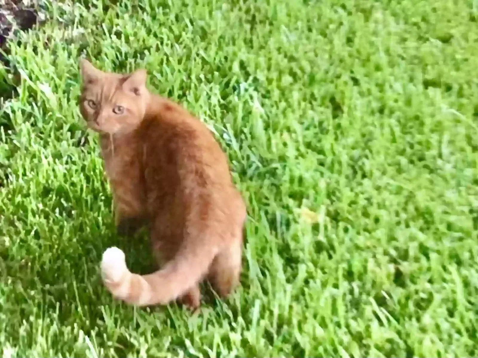 Lost cat in North Richland Hills, TX, 76180