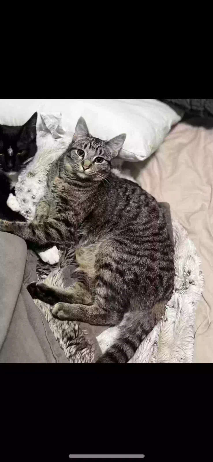 Lost cat in Kansas City, MO, 64151