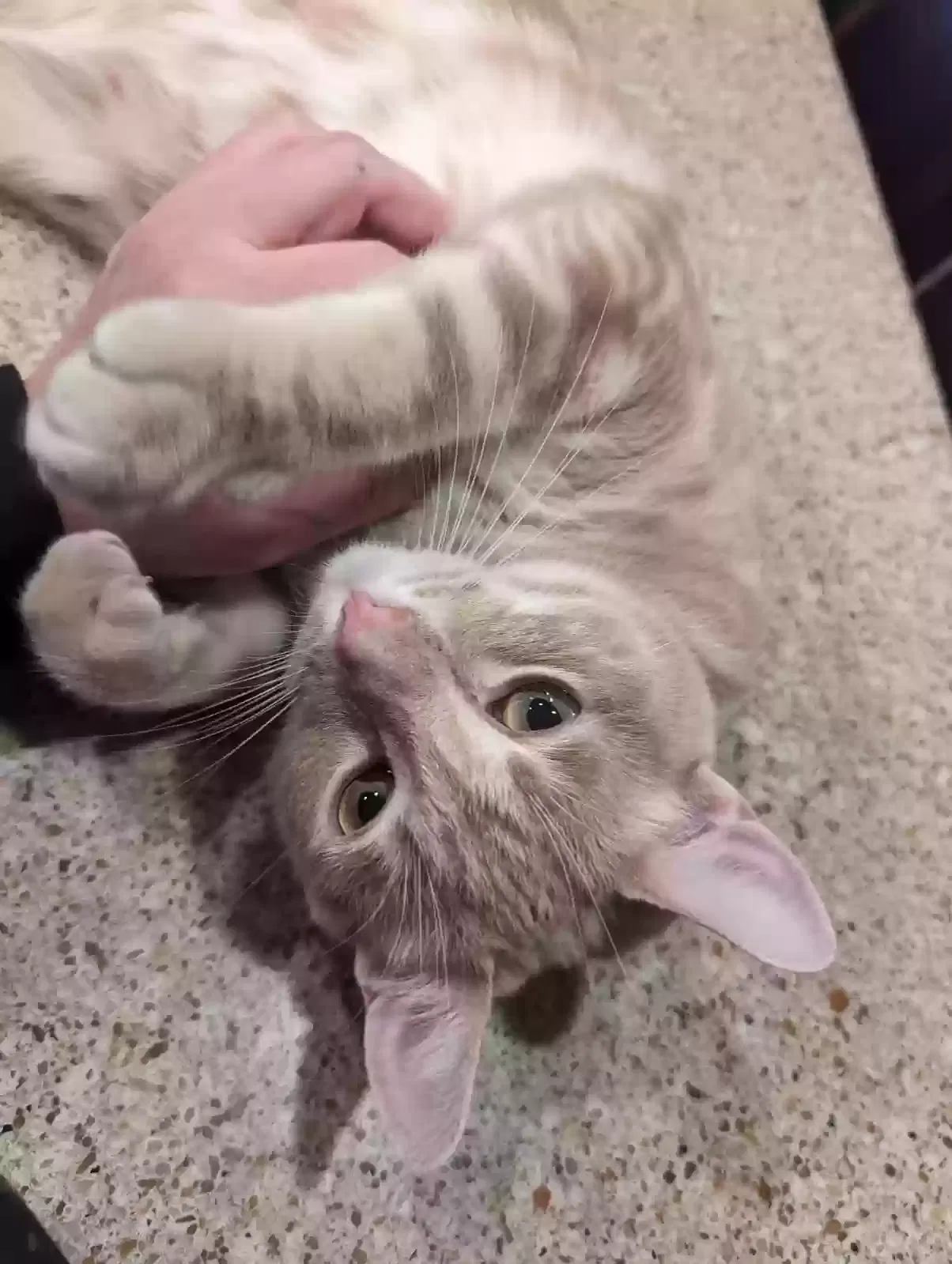 Lost cat in Murrieta, CA, 92563