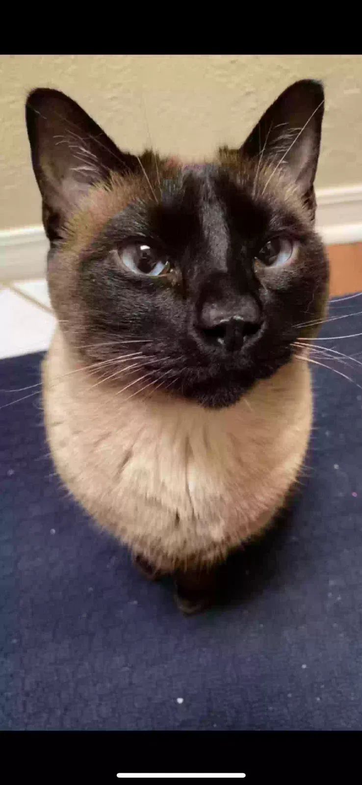 Lost cat in Amarillo, TX, 79119