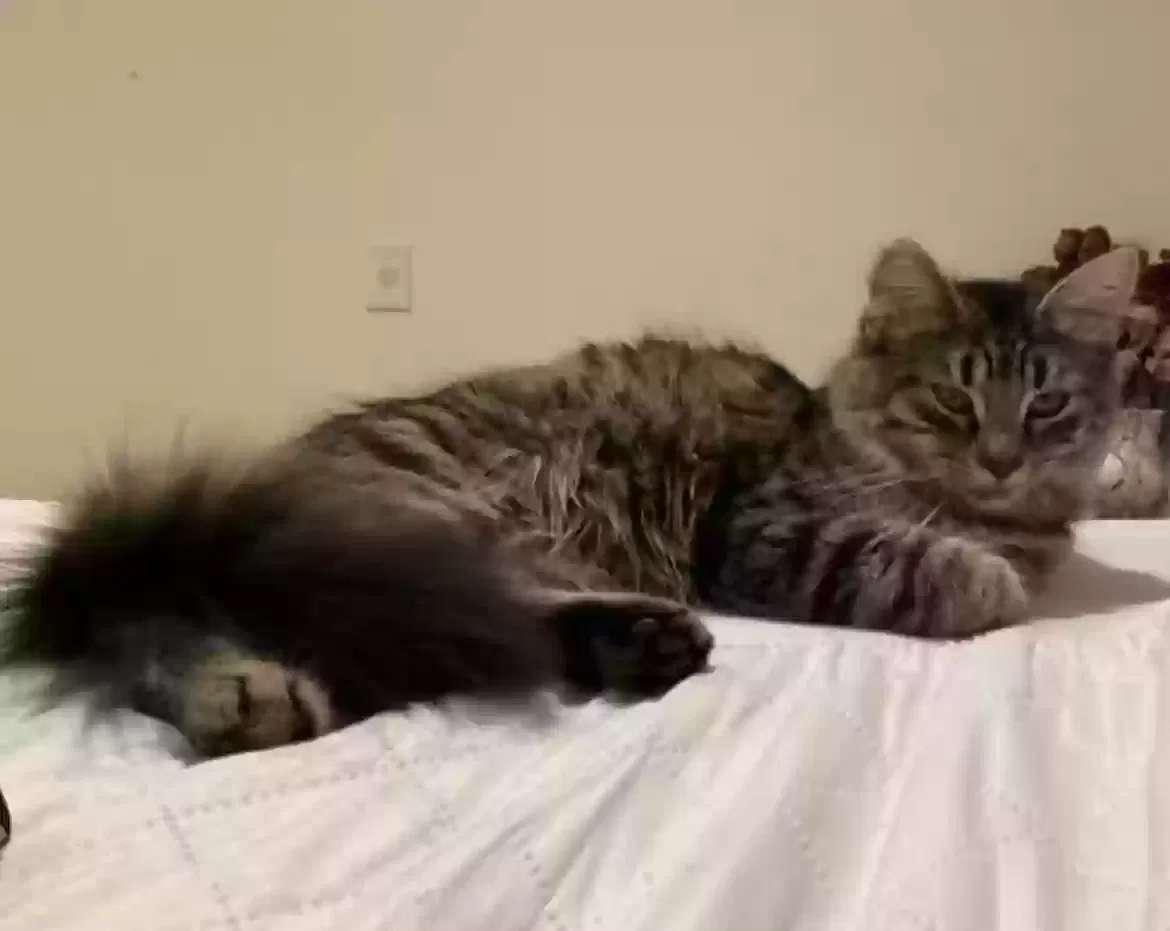 Lost cat in Memphis, TN, 38115