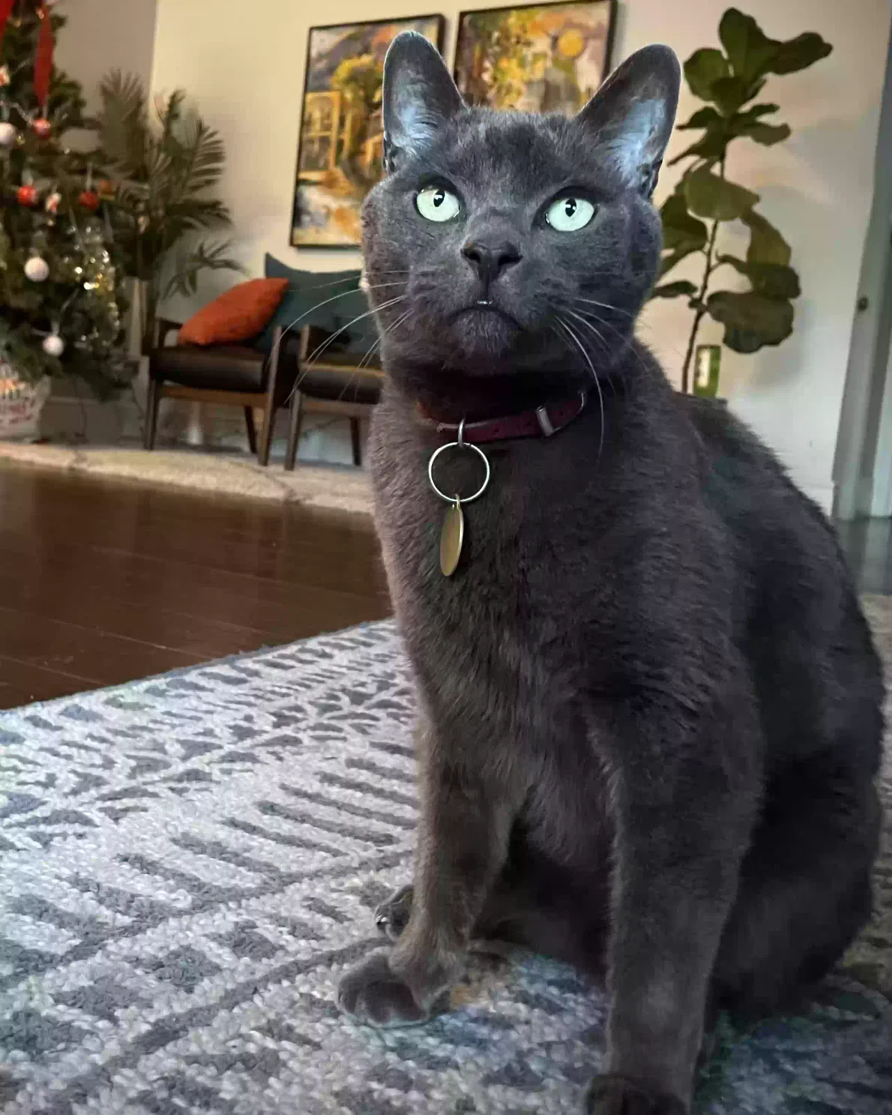 Lost cat in Los Angeles, CA, 90039