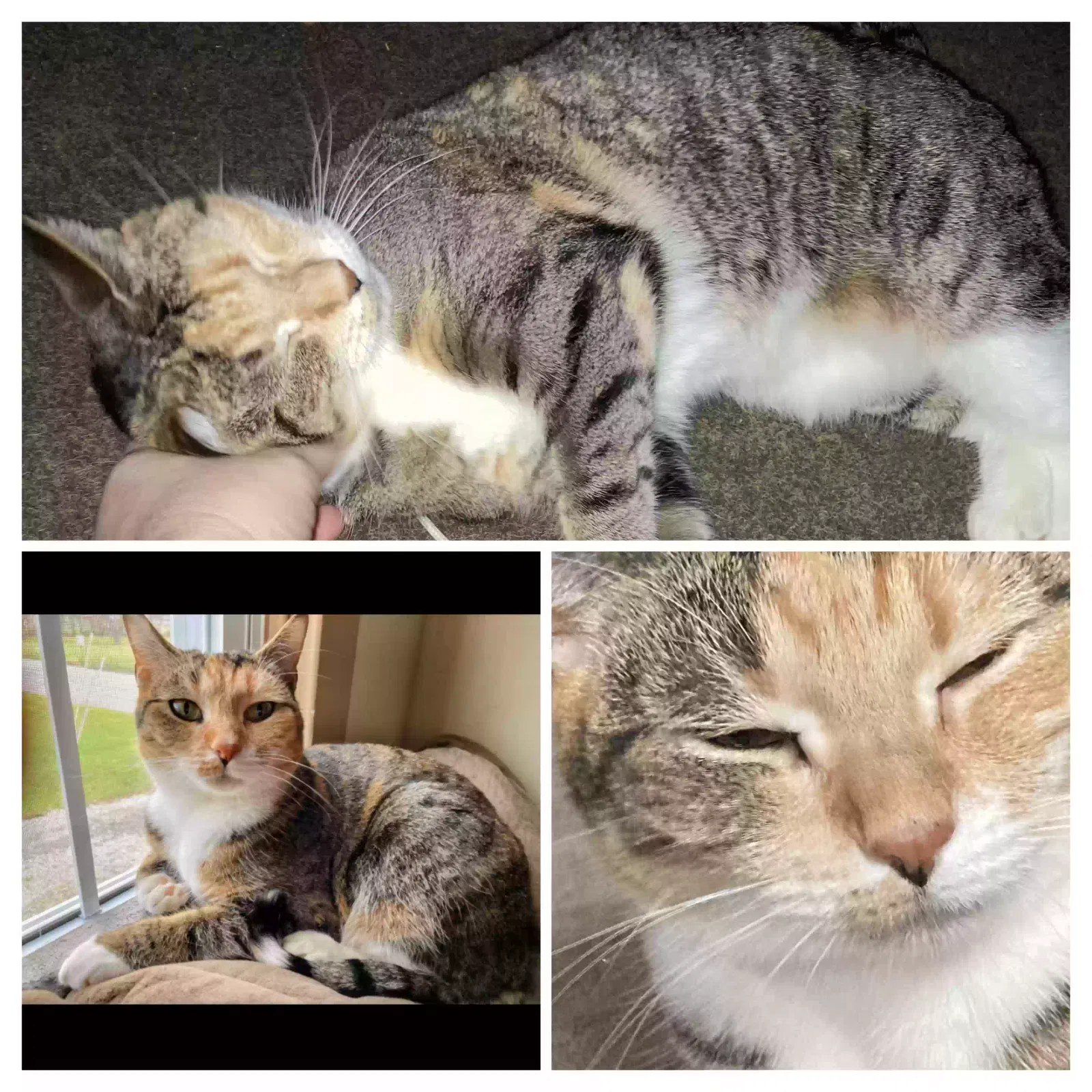 Lost cat in Hanover, PA, 17331