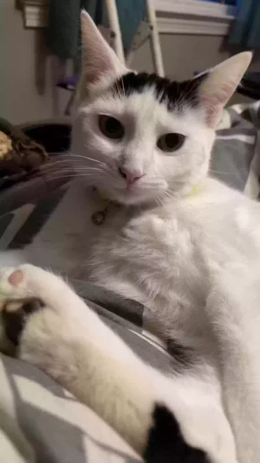 Lost cat in Massillon, OH, 44646