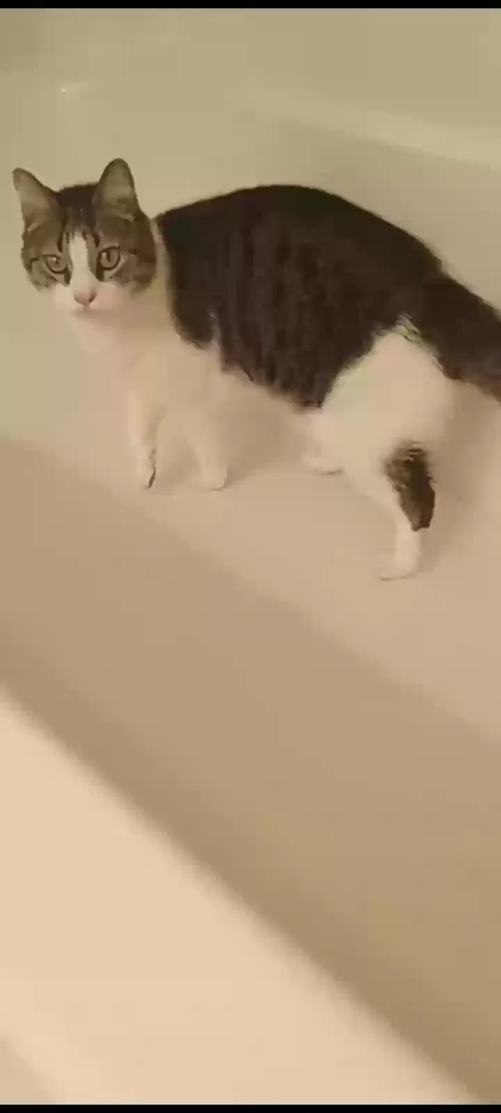 Lost cat in Naples, FL, 34112