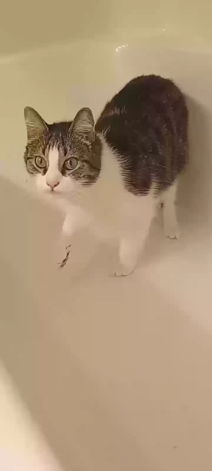 Lost cat in Naples, FL, 34112