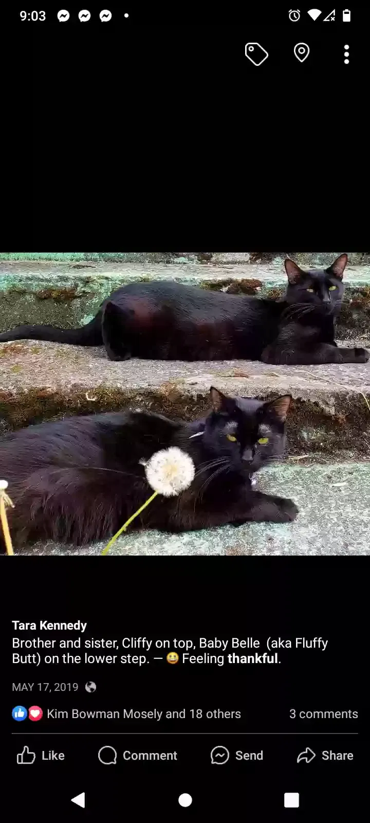 Lost cat in Portland, OR, 97216