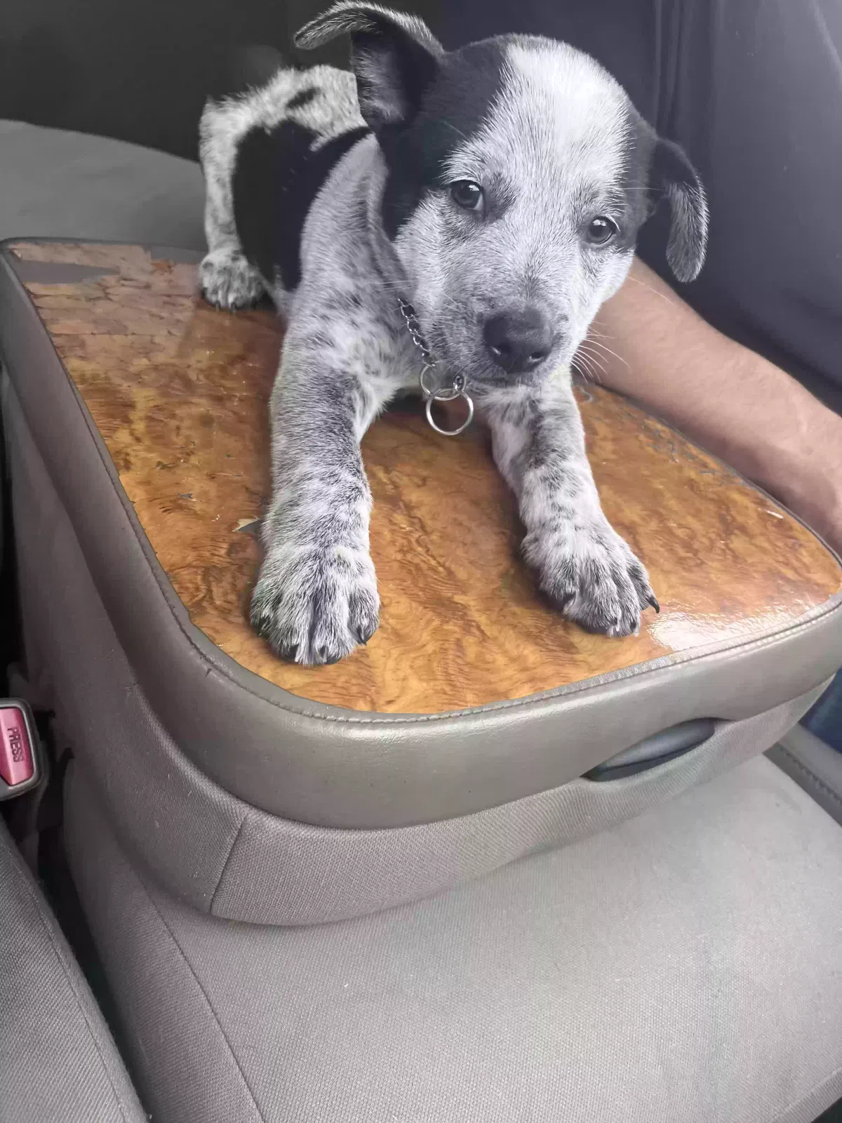Lost dog in Linden, TX, 75563
