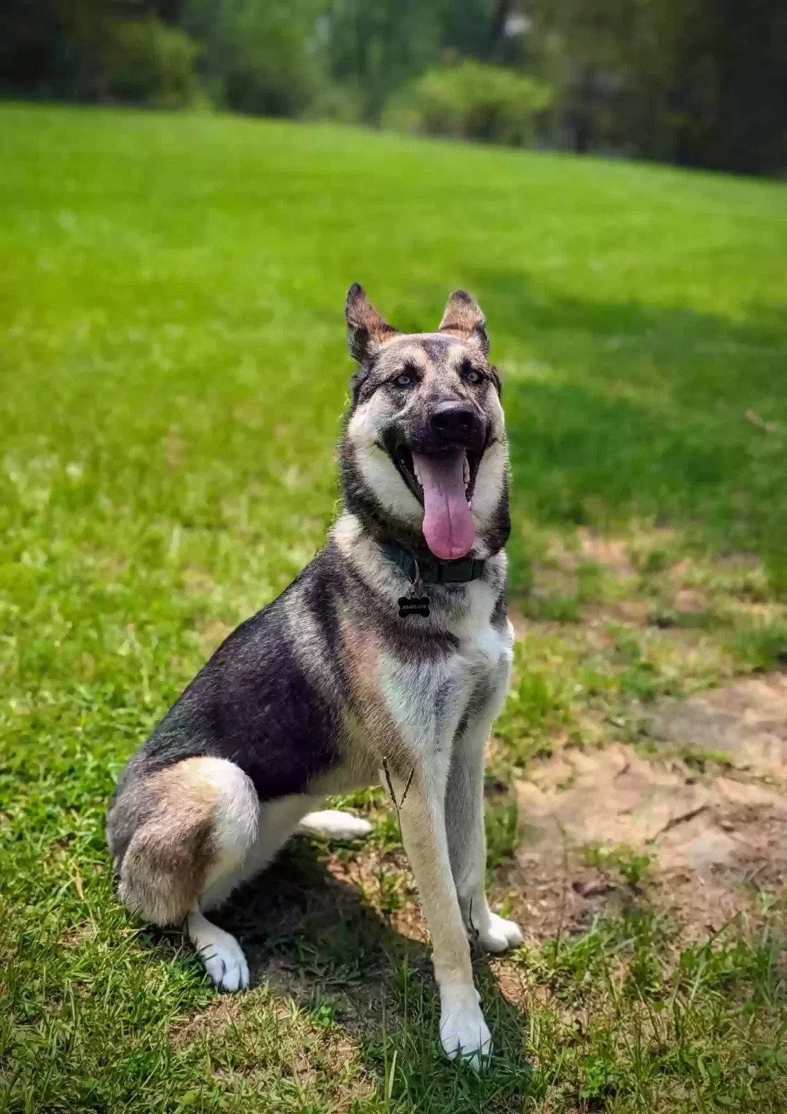 Lost dog in Birmingham, AL, 35216