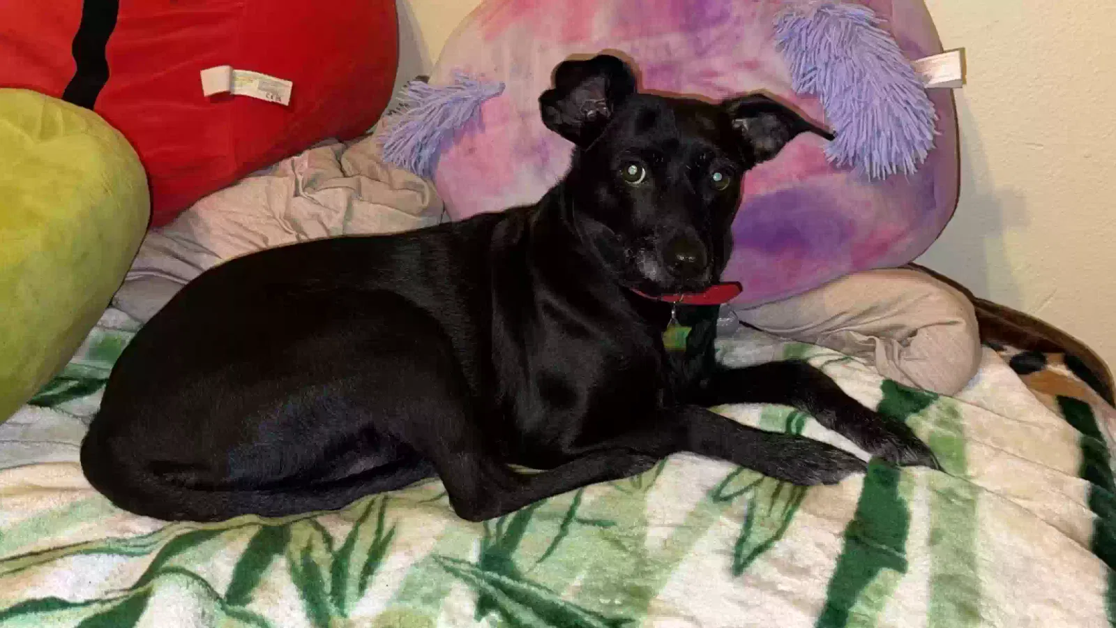 Lost dog in Phoenix, AZ, 85033