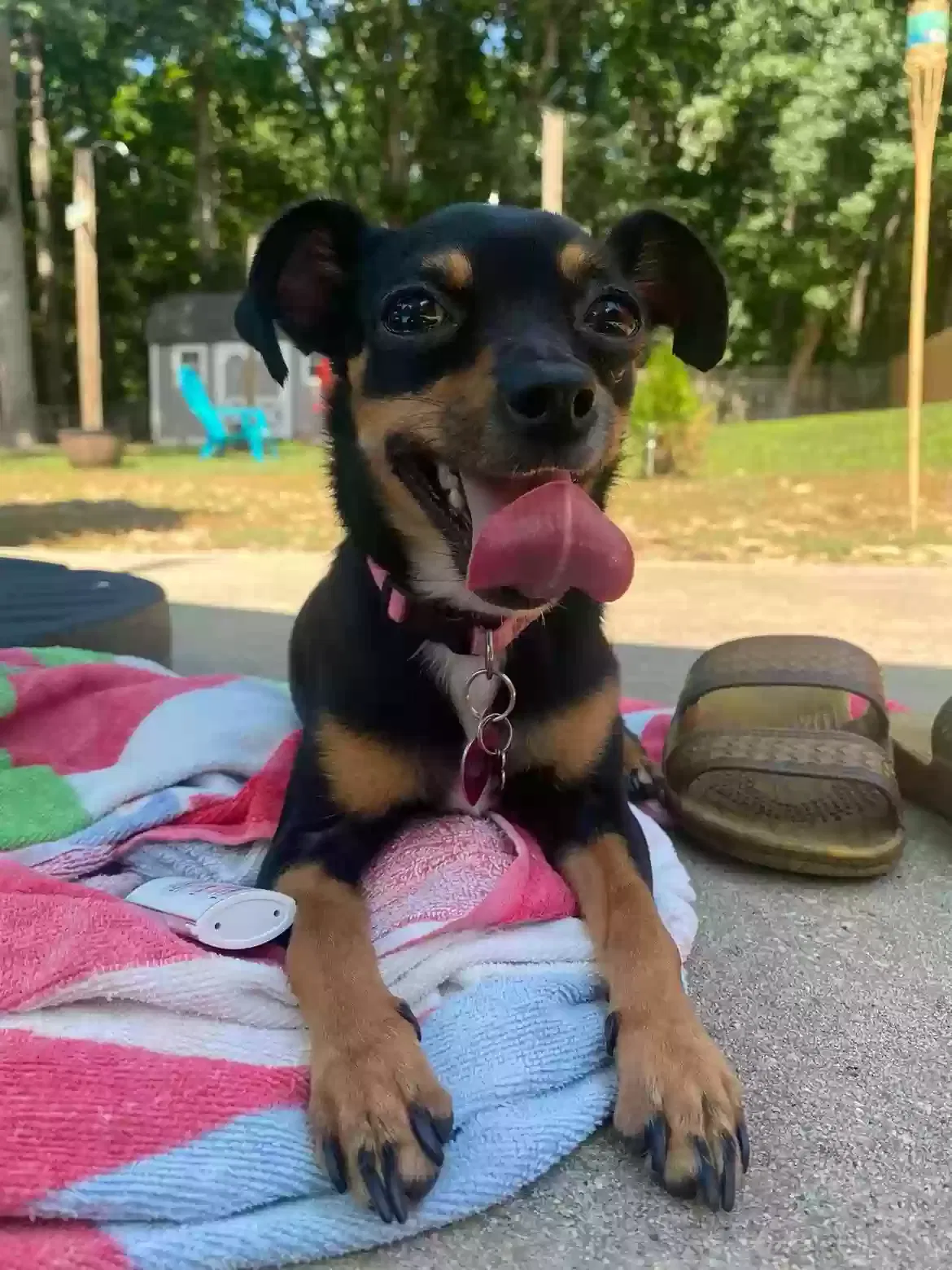 Lost dog in Winston Salem, NC, 27107