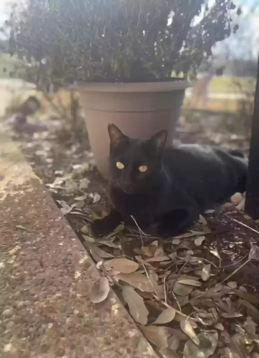 Lost cat in Plano, TX, 75024
