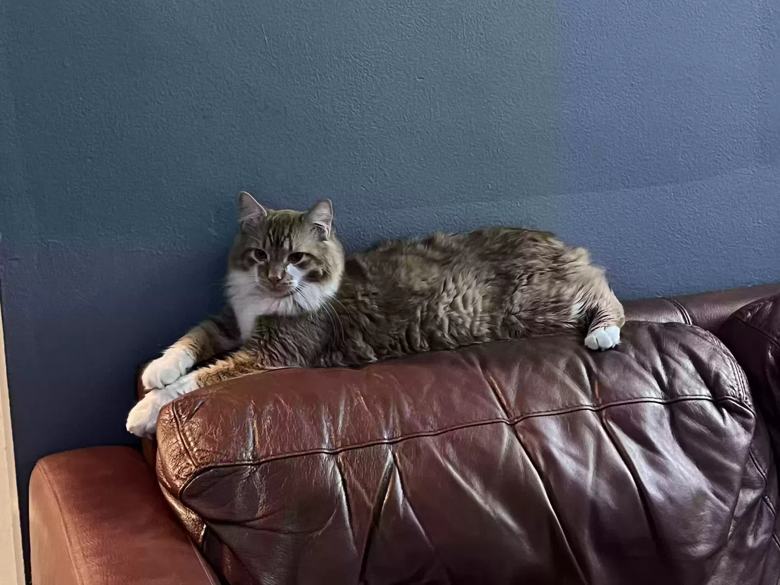 Lost cat in Royal Oak, MI, 48067