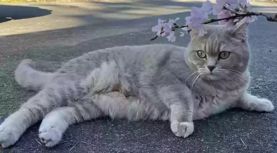 Lost cat in Kirkland, WA, 98034