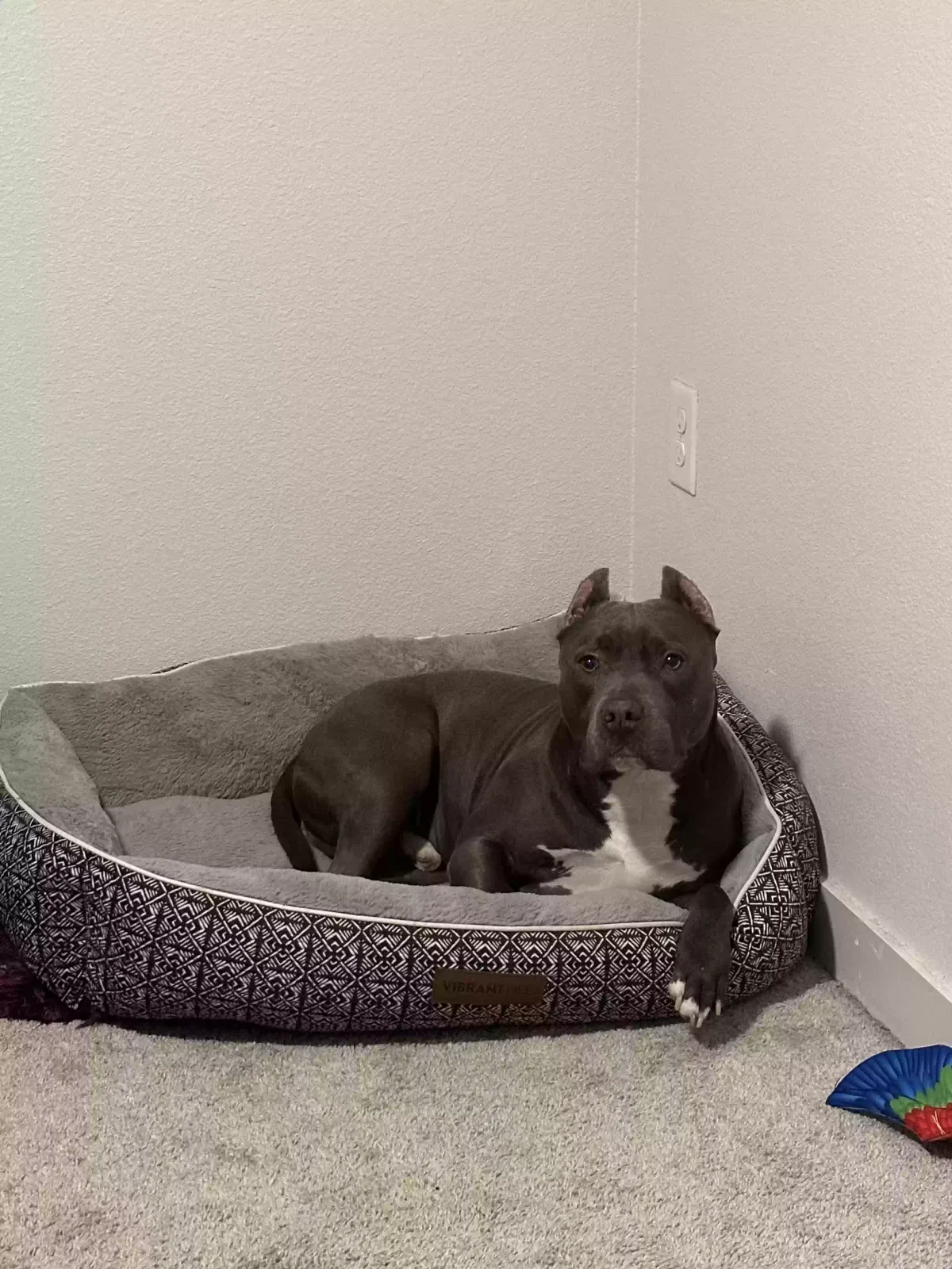 Lost dog in Round Rock, TX, 78665