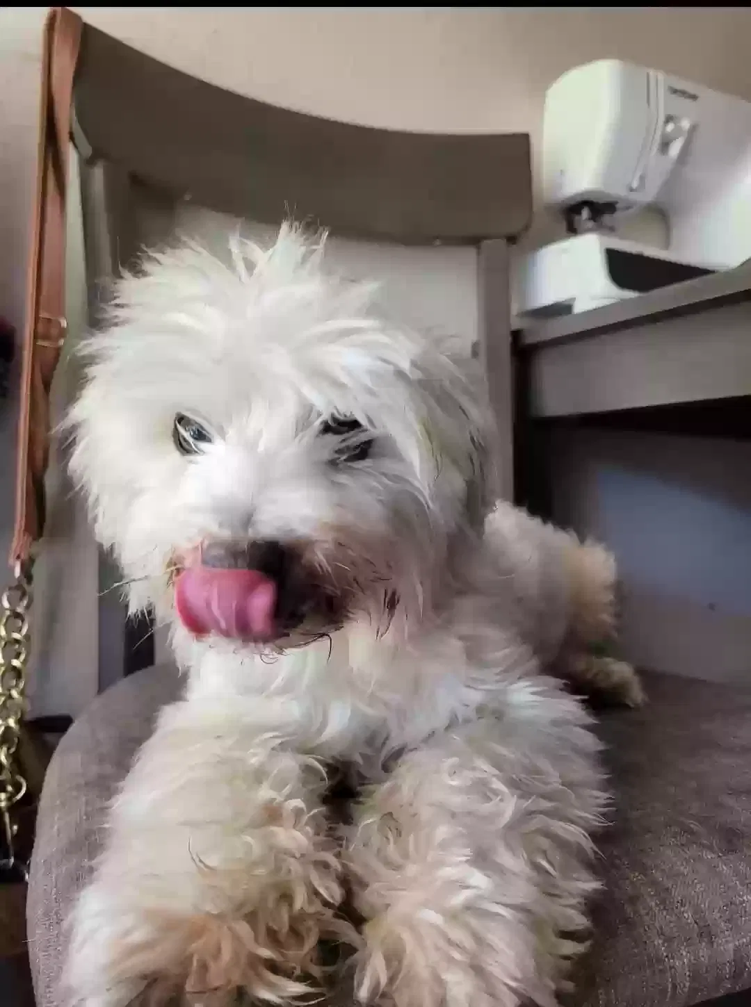 Lost dog in Modesto, CA, 95350
