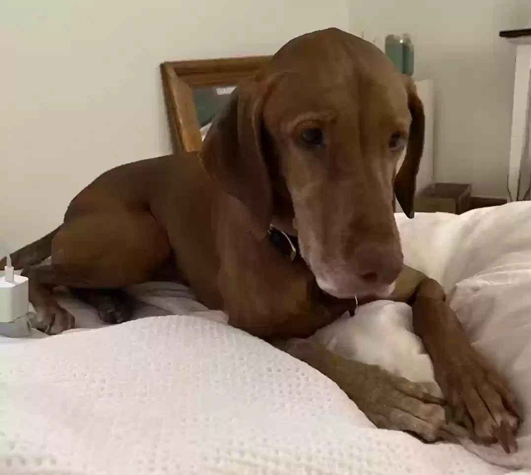 Lost dog in Chesterland, OH, 44026