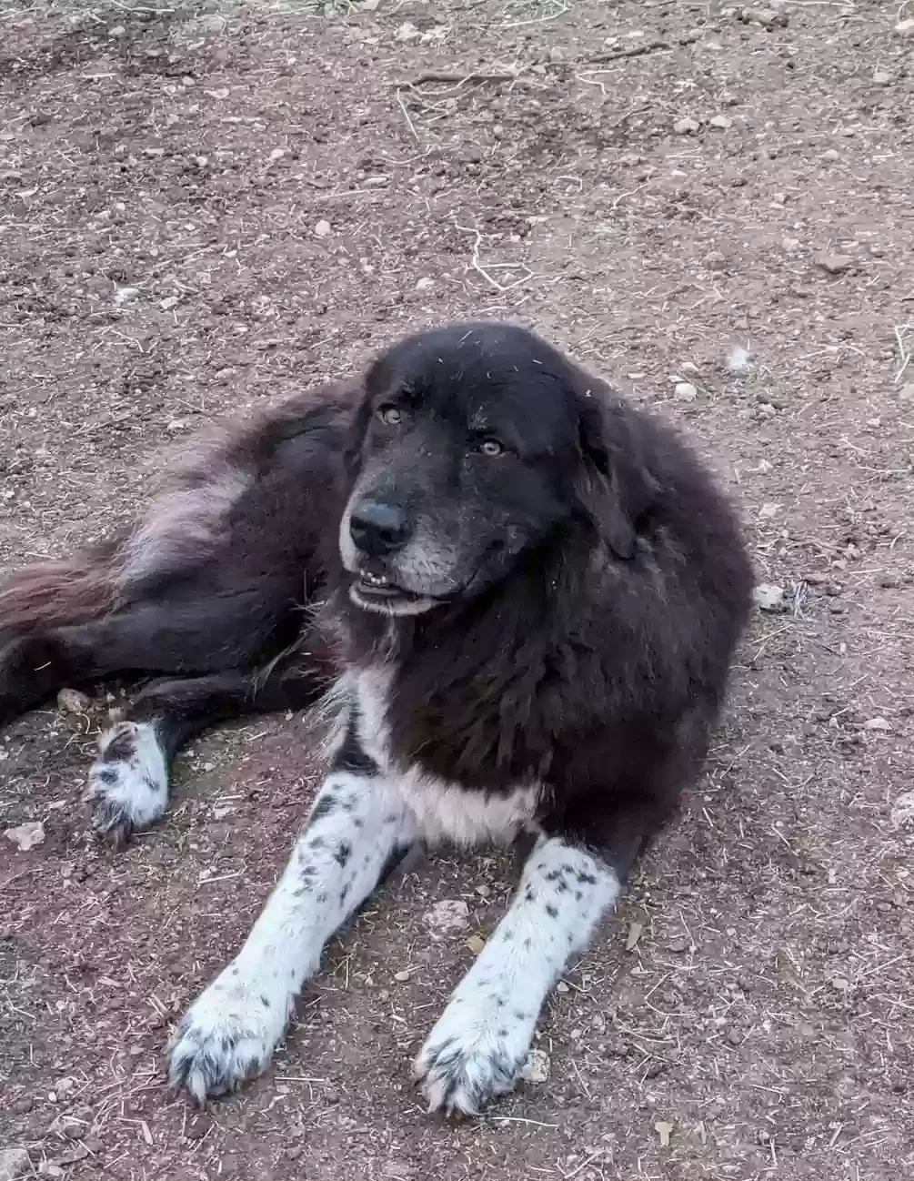 Lost dog in San Antonio, TX, 78253