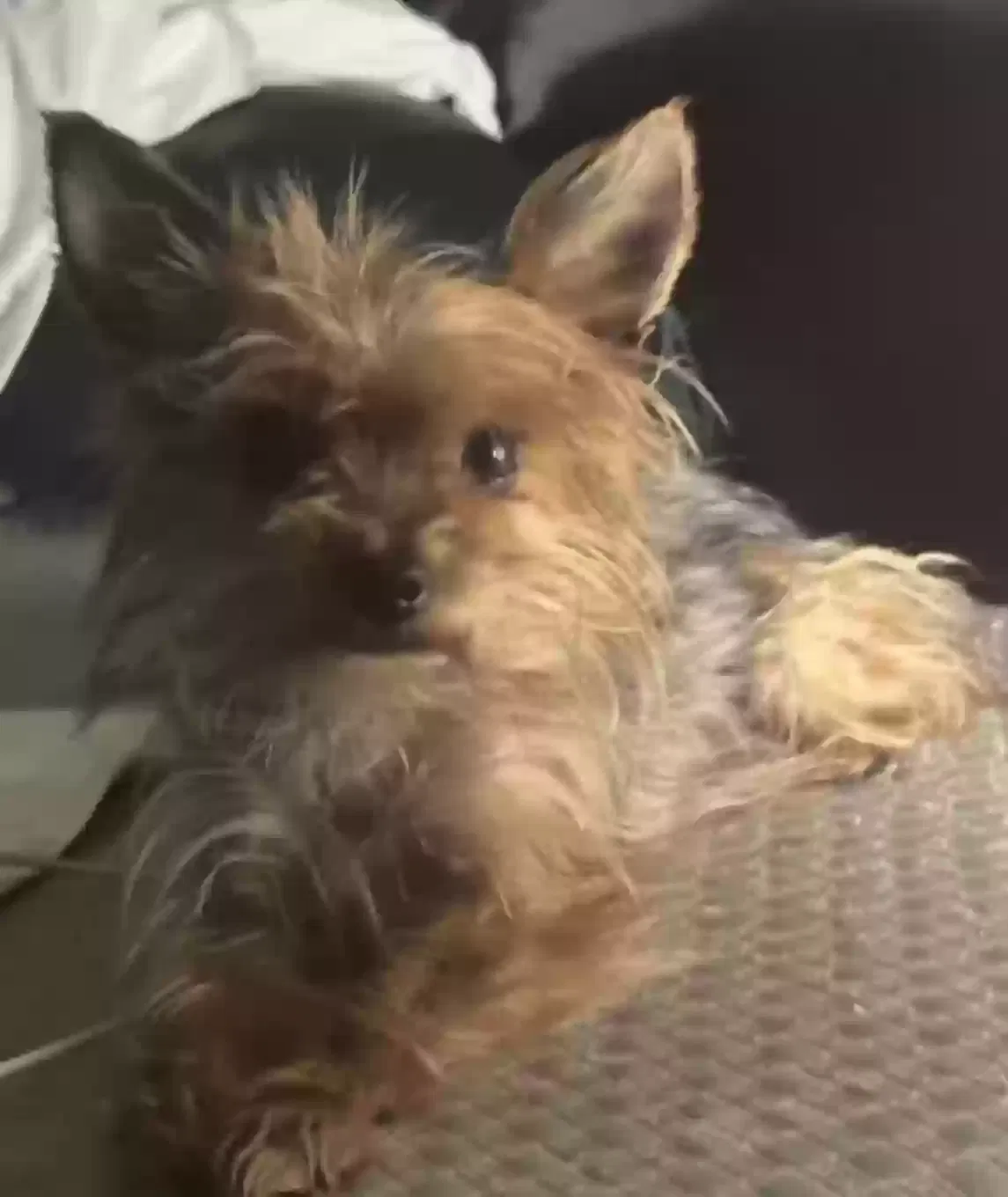 Lost dog in Garland, TX, 75043