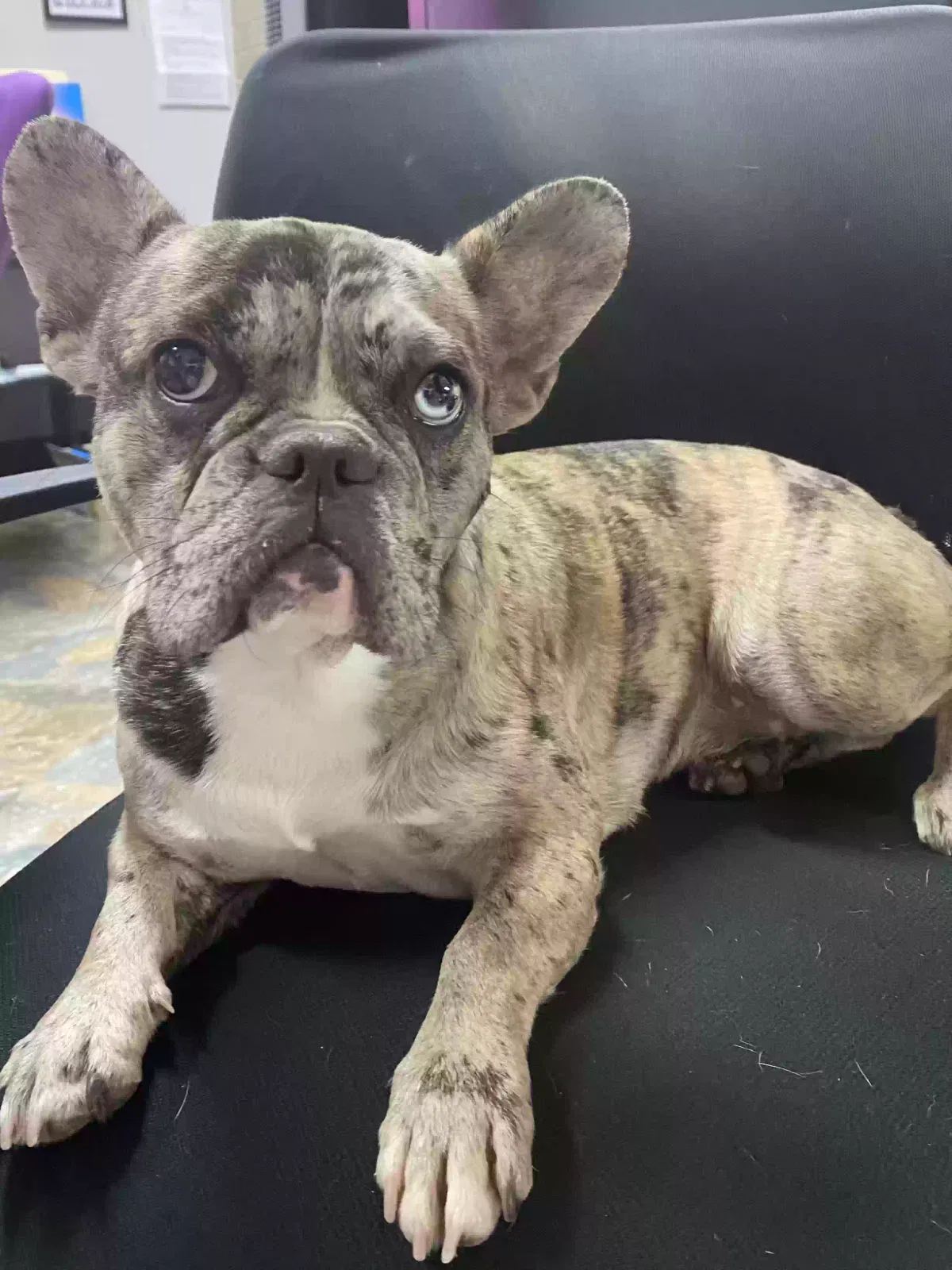 Lost dog in Houston, TX, 77065