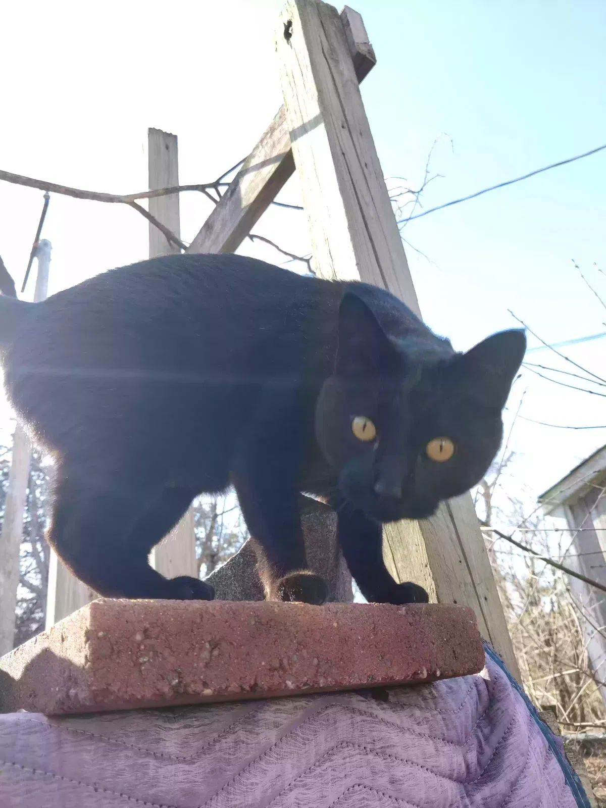 Lost cat in Saint Paul, MN, 55109