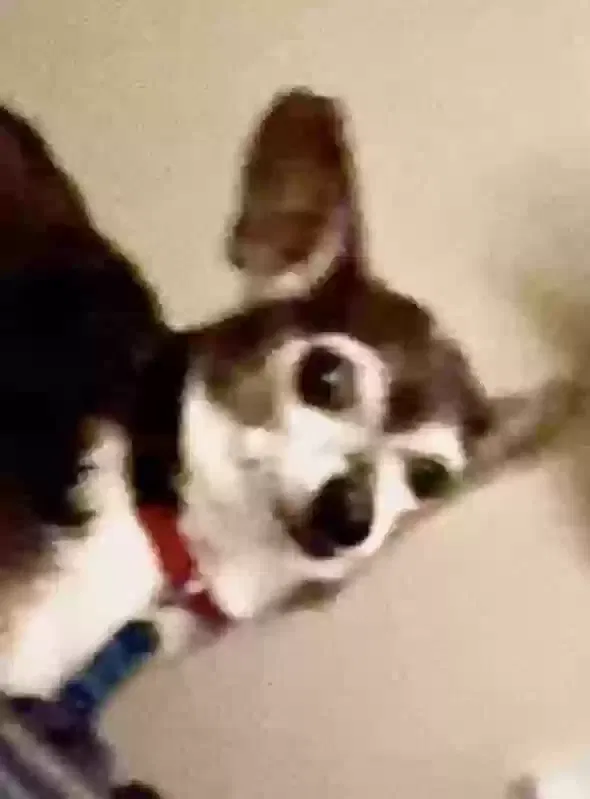 Lost dog in Nashville, NC, 27856