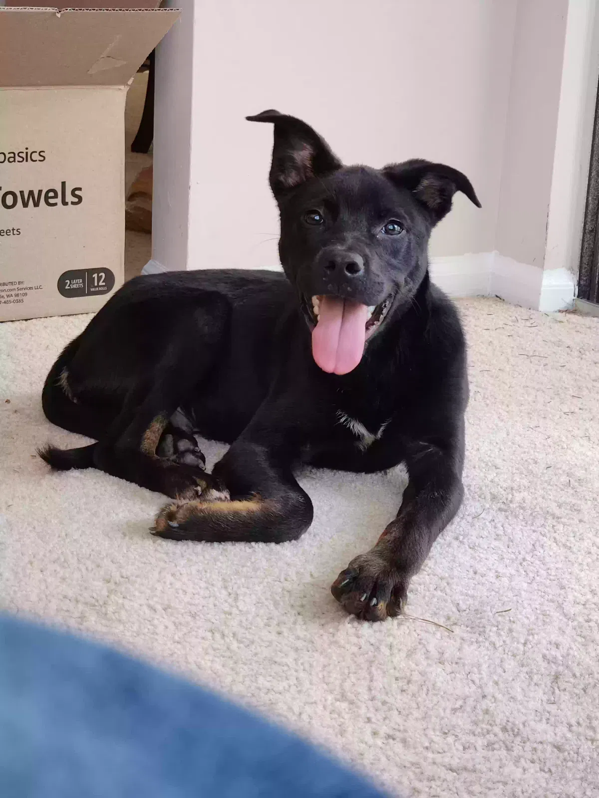 Found Dog