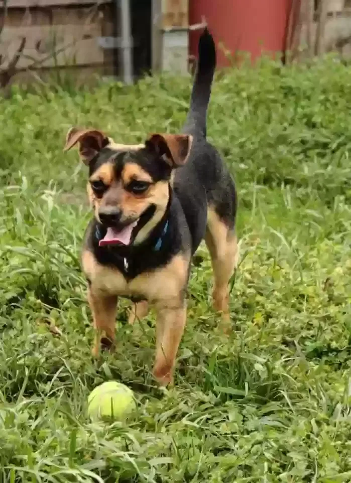 Lost dog in Garland, TX, 75044