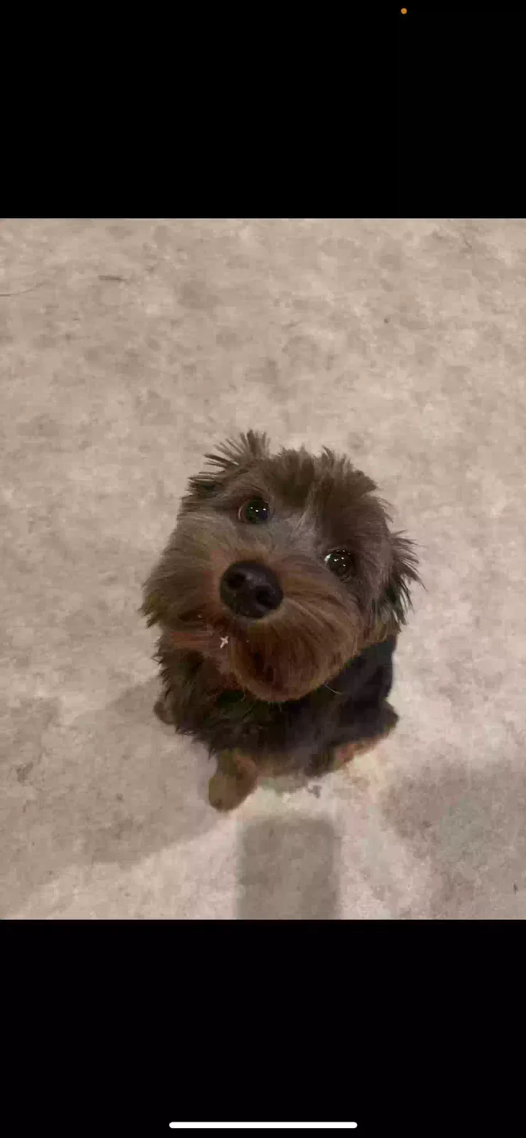 Lost dog in Rockwall, TX, 75087