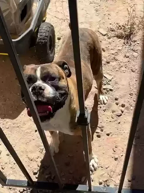Found dog in El Paso, TX, 79928