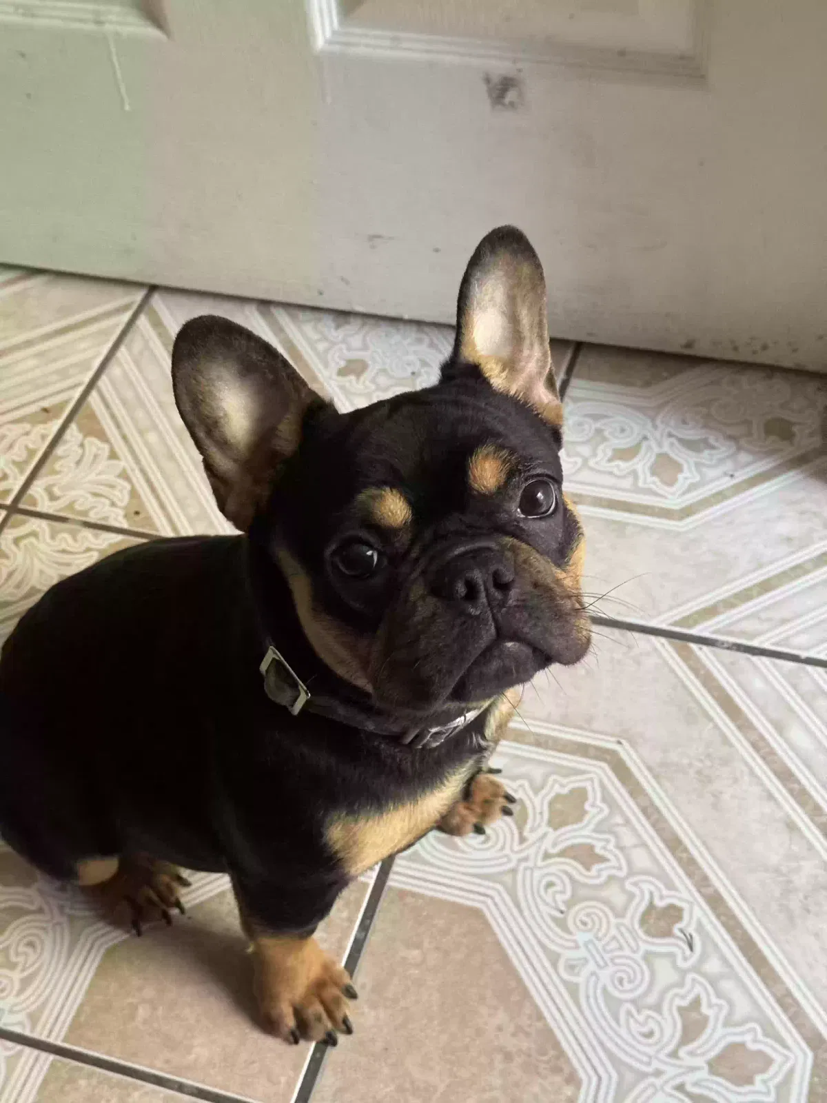 Lost dog in Irvington, NJ, 7111