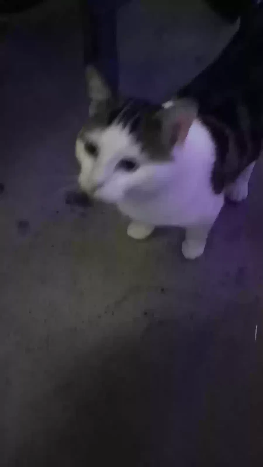 Lost cat in Tacoma, WA, 98404
