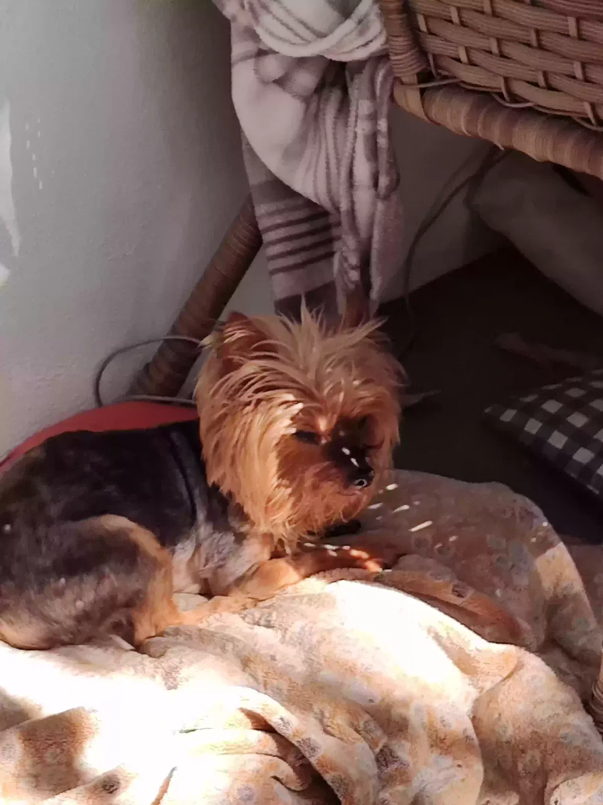 Found dog in North Palm Beach, FL, 33408