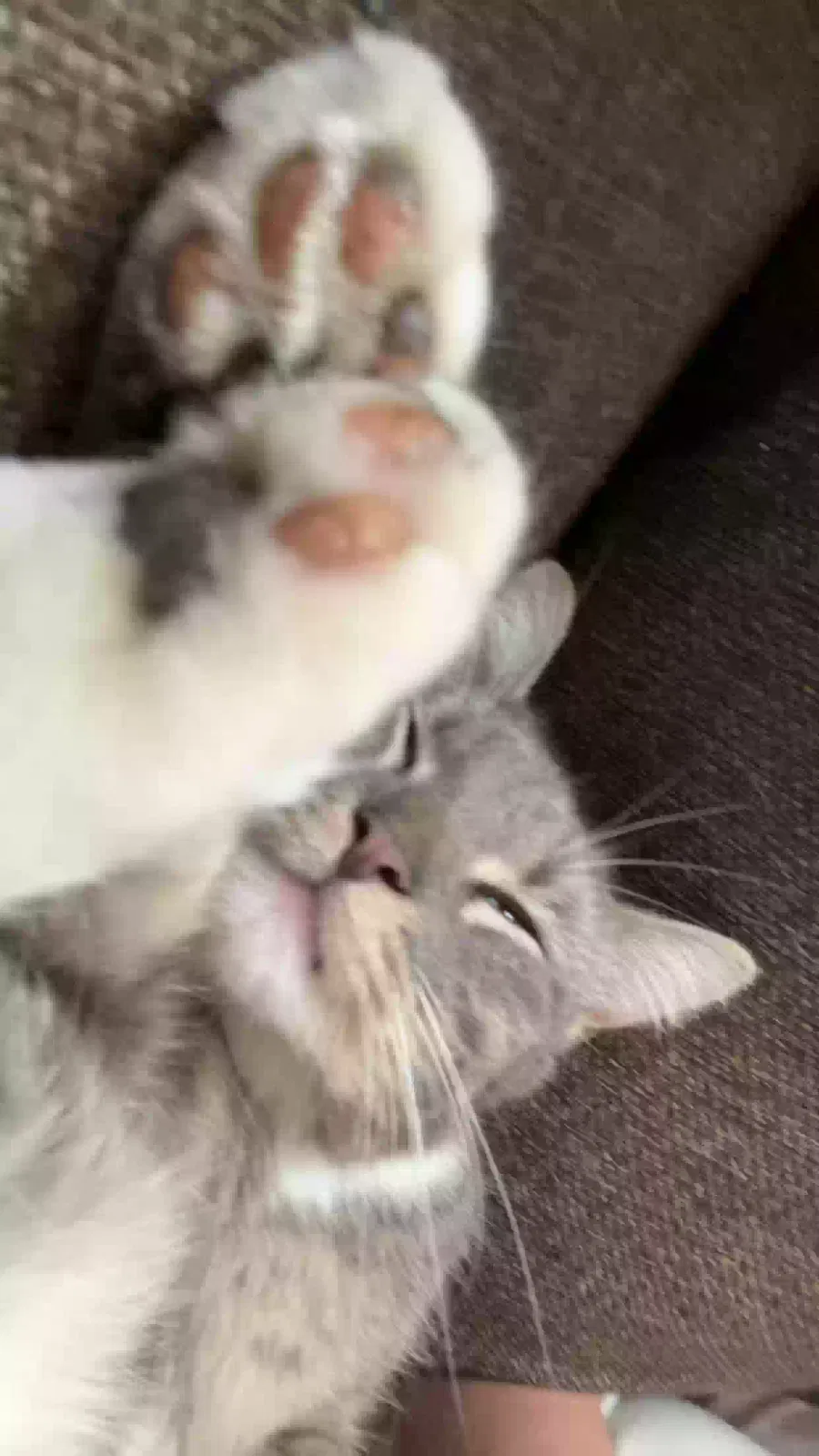 Lost cat in Kansas City, MO, 64119